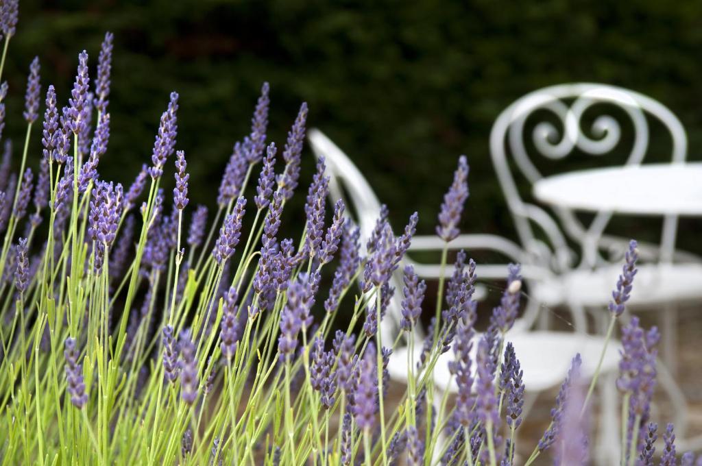 Arc En Ciel Oleron Hotel Saint-Trojan-les-Bains Exterior foto